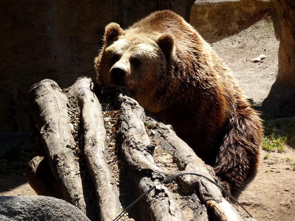Brown Bear at the Barcelona Zoo