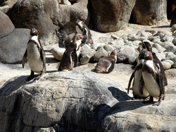 Humboldt Penguins at the Barcelona Zoo