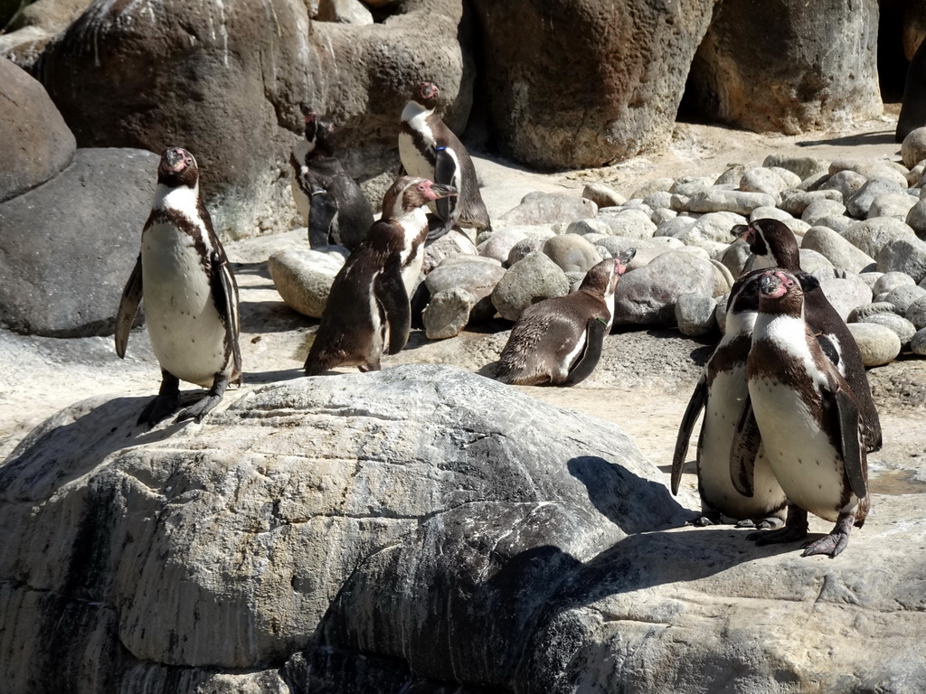 Humboldt Penguins at the Barcelona Zoo