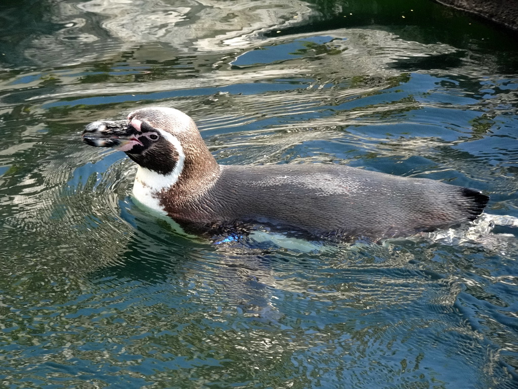 Humboldt Penguin at the Barcelona Zoo