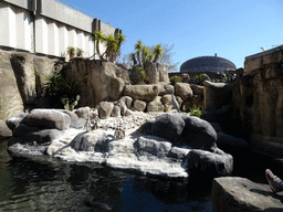 Humboldt Penguins and Heron at the Barcelona Zoo