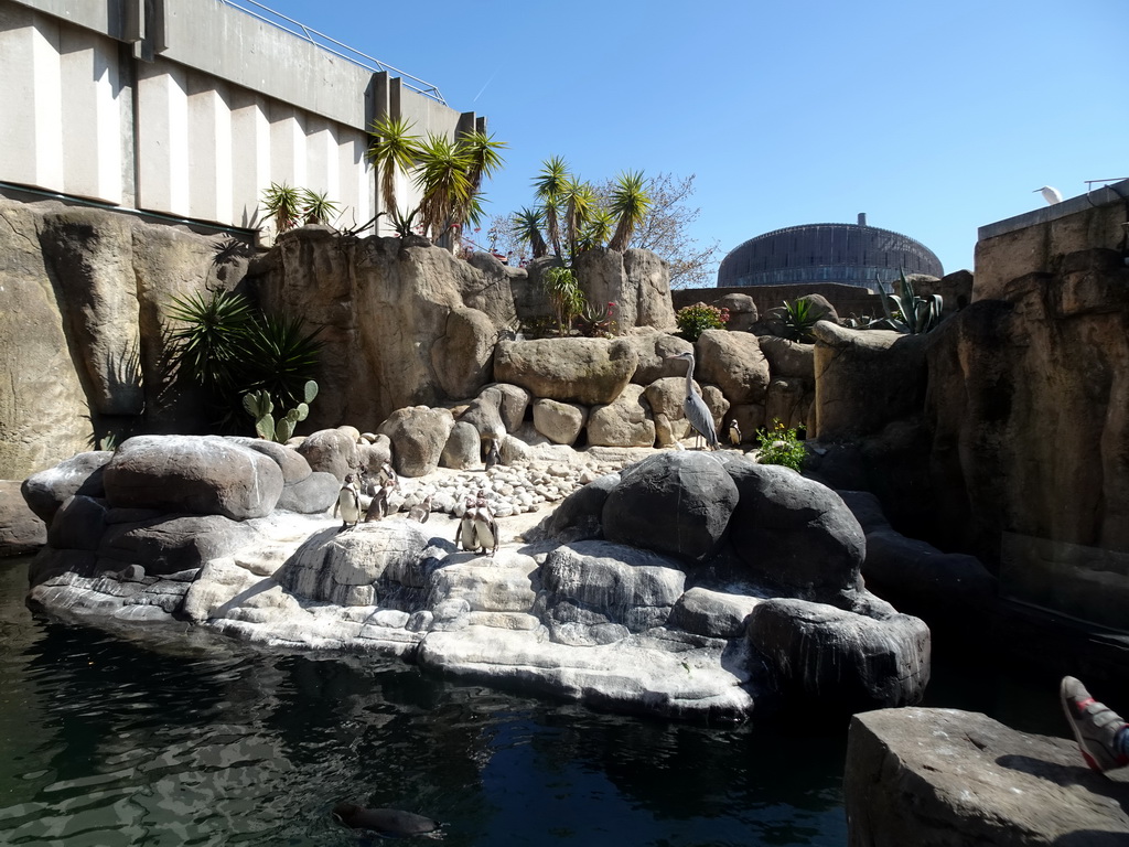 Humboldt Penguins and Heron at the Barcelona Zoo