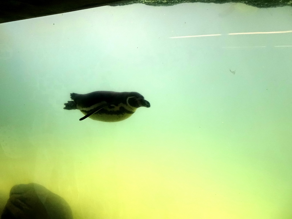 Humboldt Penguin underwater at the Barcelona Zoo