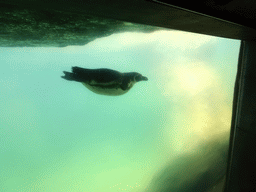 Humboldt Penguin underwater at the Barcelona Zoo