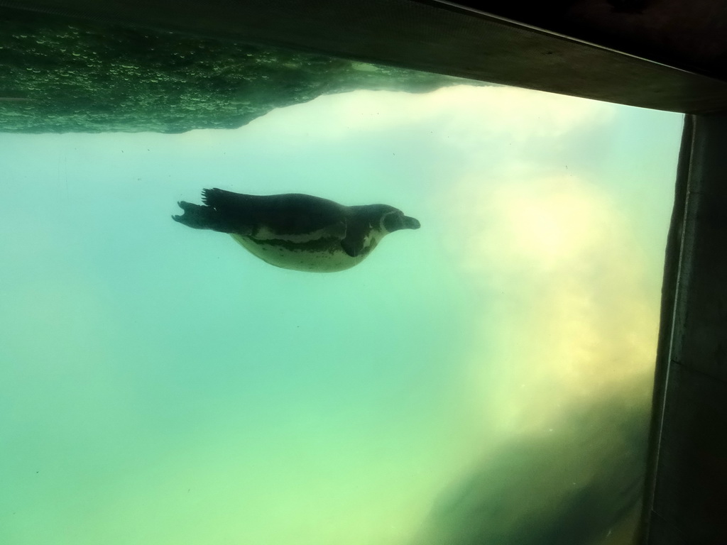 Humboldt Penguin underwater at the Barcelona Zoo