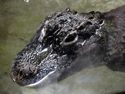 Crocodile at the Terrarium at the Barcelona Zoo