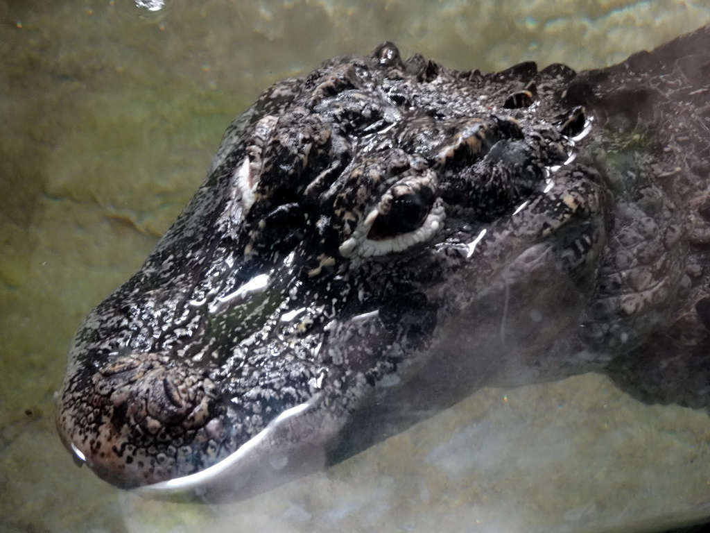 Crocodile at the Terrarium at the Barcelona Zoo