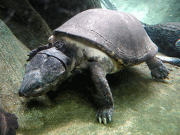 Turtle at the Terrarium at the Barcelona Zoo
