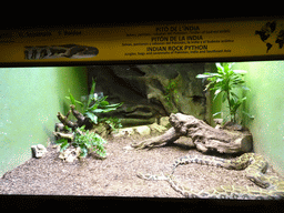 Indian Rock Python at the Terrarium at the Barcelona Zoo, with explanation