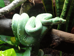 Green Tree Python at the Terrarium at the Barcelona Zoo