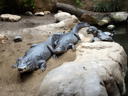 Crocodiles and turtles at the Terrarium at the Barcelona Zoo