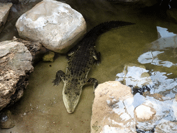 Salt Water Crocodile at the Terrarium at the Barcelona Zoo