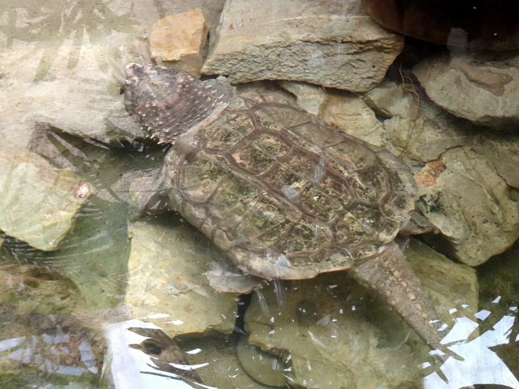 Alligator Snapping Turtle at the Terrarium at the Barcelona Zoo