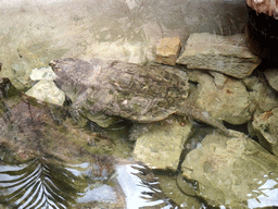 Alligator Snapping Turtle at the Terrarium at the Barcelona Zoo