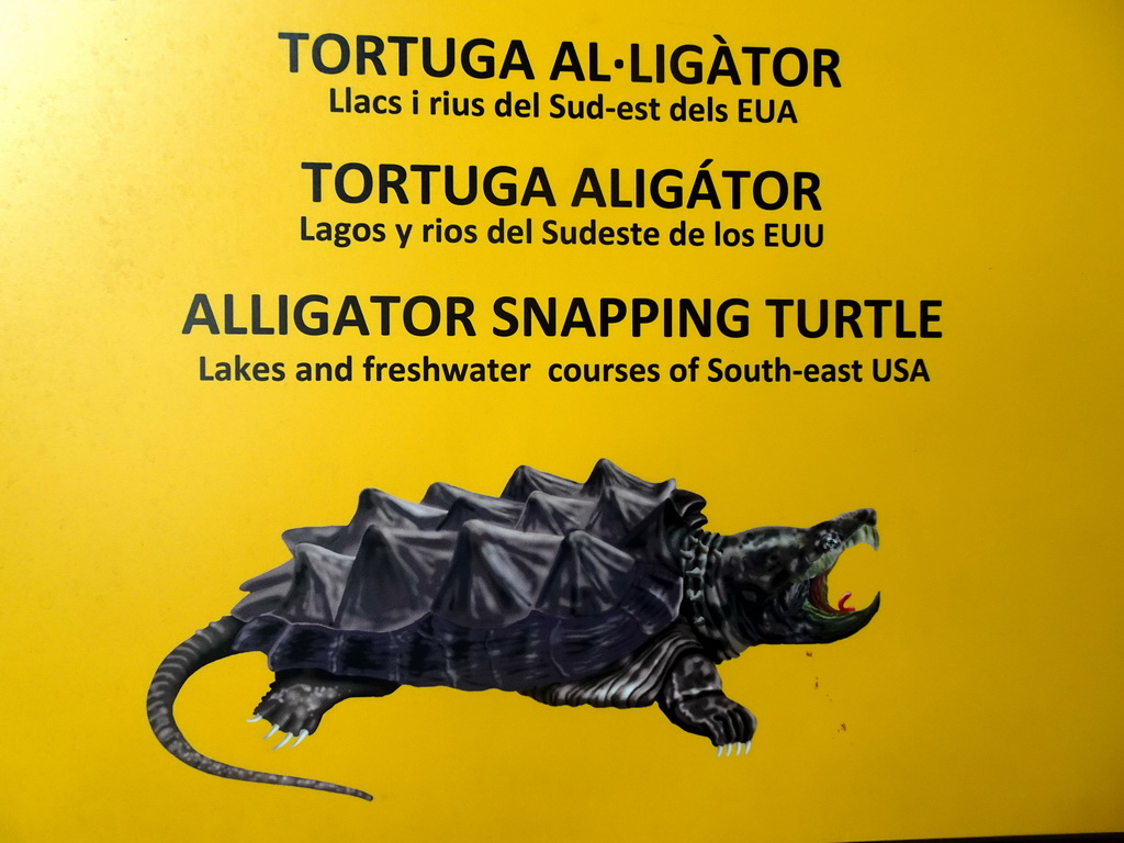 Explanation on the Alligator Snapping Turtle at the Terrarium at the Barcelona Zoo