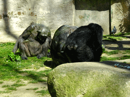 Chimpanzees at the Barcelona Zoo