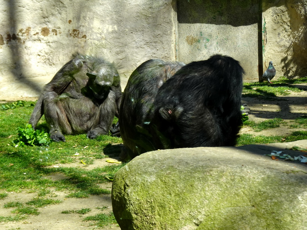 Chimpanzees at the Barcelona Zoo