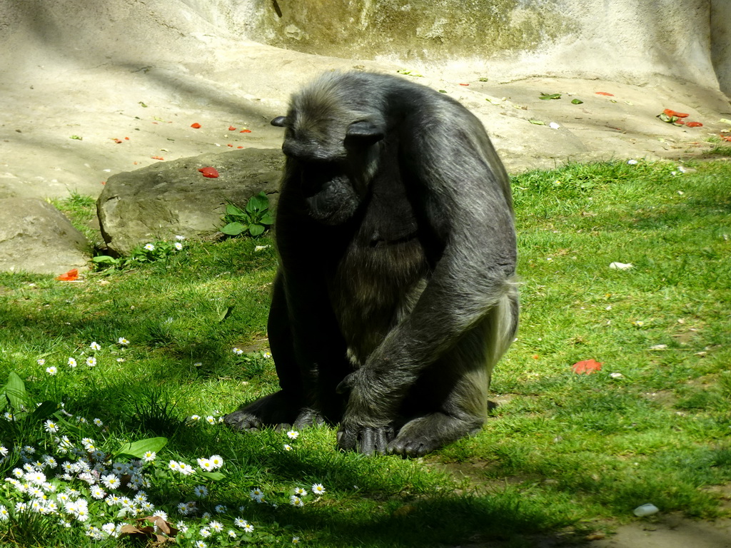 Chimpanzee at the Barcelona Zoo