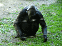 Chimpanzee at the Barcelona Zoo