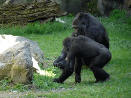 Chimpanzees at the Barcelona Zoo