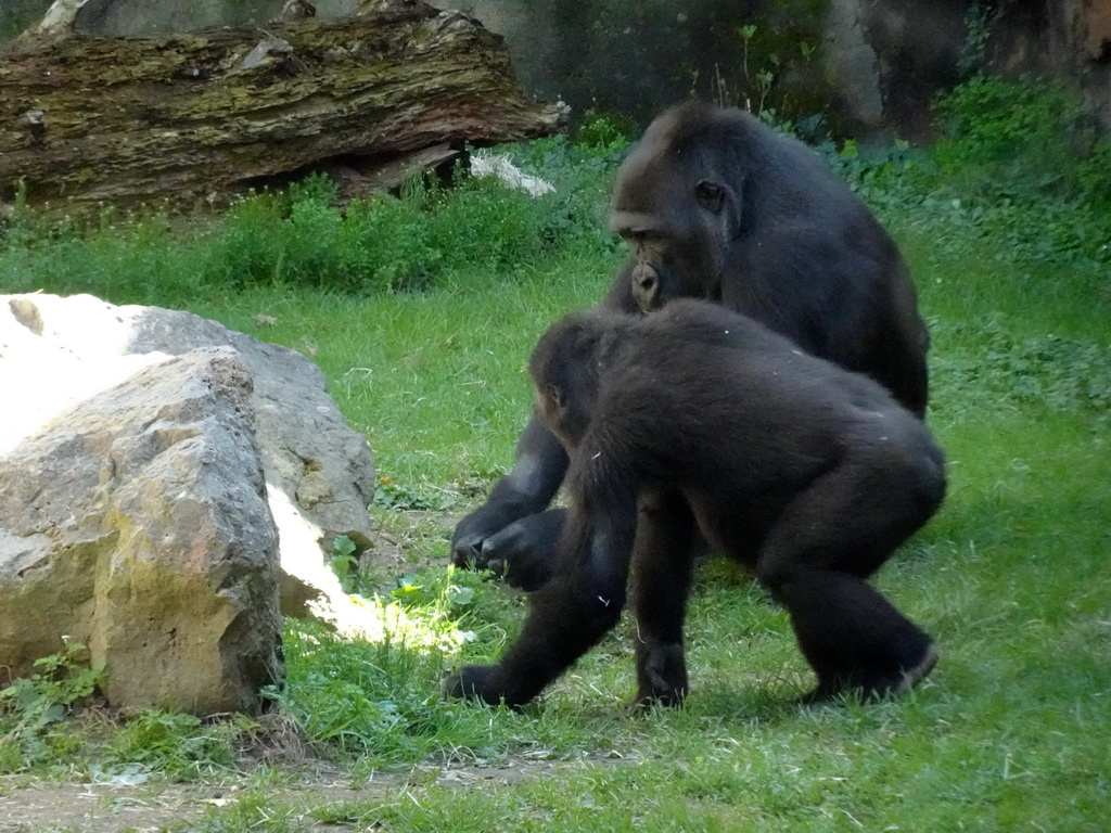 Chimpanzees at the Barcelona Zoo