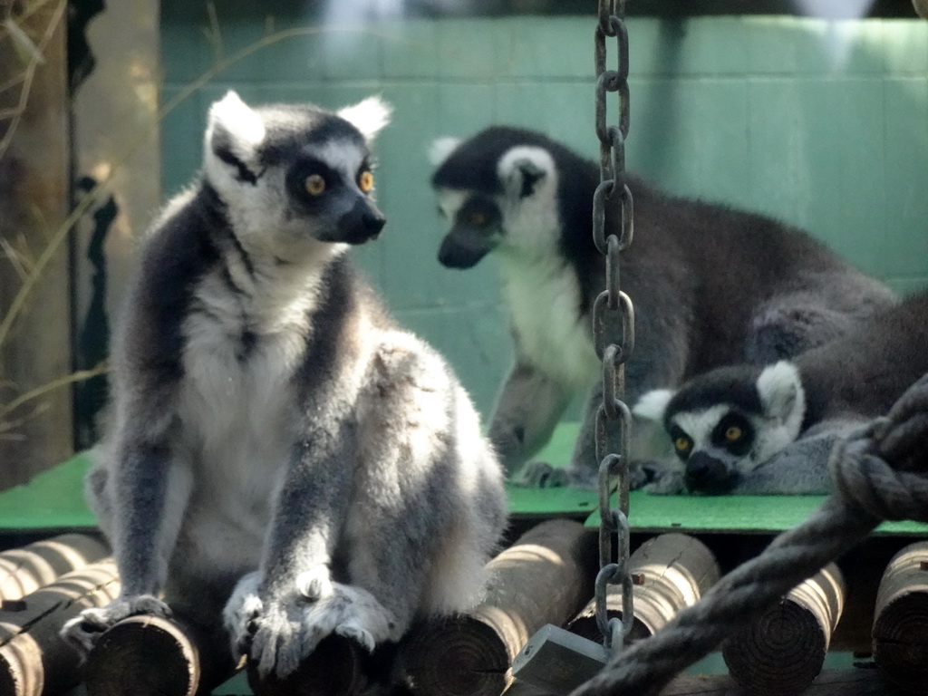 Ring-tailed Lemurs at the Barcelona Zoo