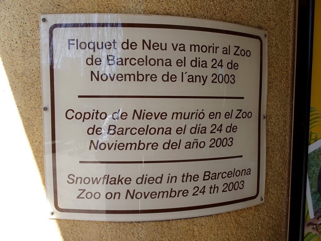 Information on the death of the Gorilla `Snowflake` at the Barcelona Zoo