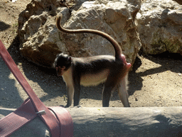 White-naped Mangabey at the Barcelona Zoo