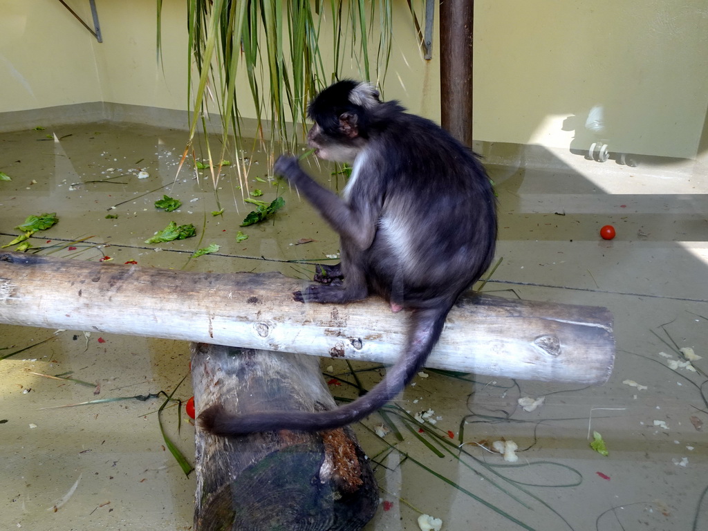 White-naped Mangabey at the Barcelona Zoo