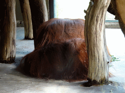 Bornean Orangutan at the Barcelona Zoo