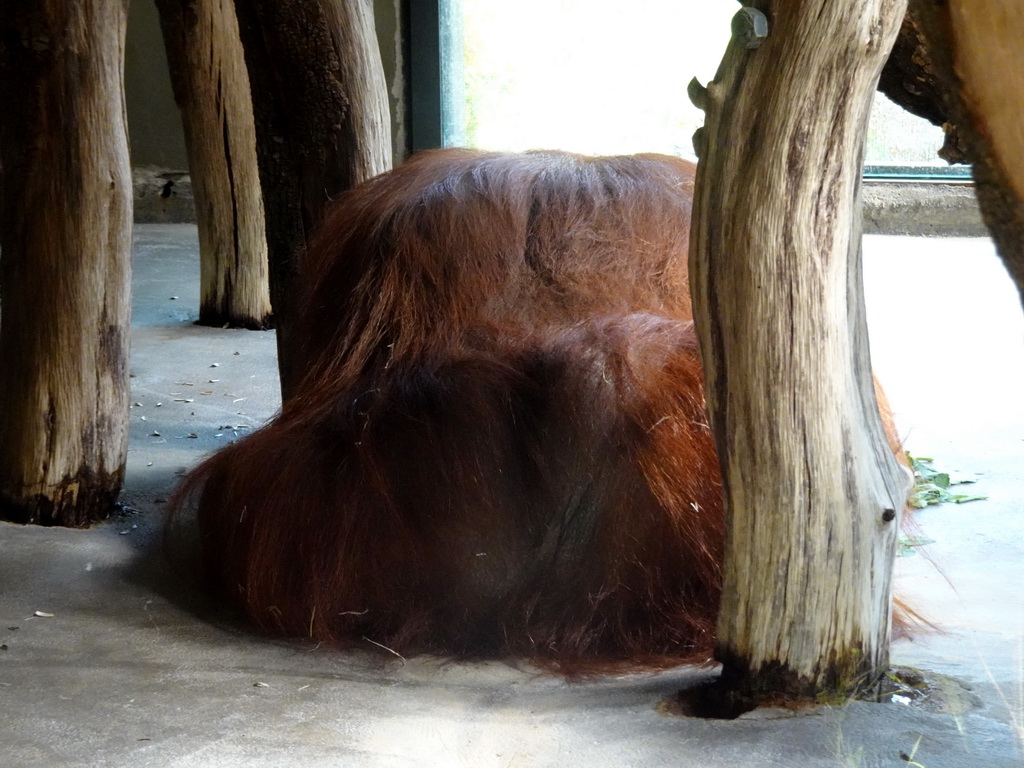 Bornean Orangutan at the Barcelona Zoo