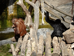 Bornean Orangutan and other monkey at the Barcelona Zoo