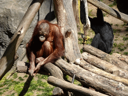 Bornean Orangutan and other monkey at the Barcelona Zoo