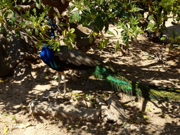 Peacock at the Barcelona Zoo