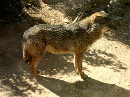 Iberian Wolf at the Barcelona Zoo