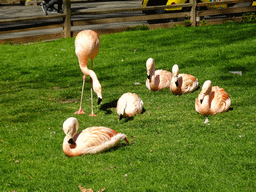 Chilean Flamingos at the Barcelona Zoo