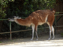 Guanaco at the Barcelona Zoo