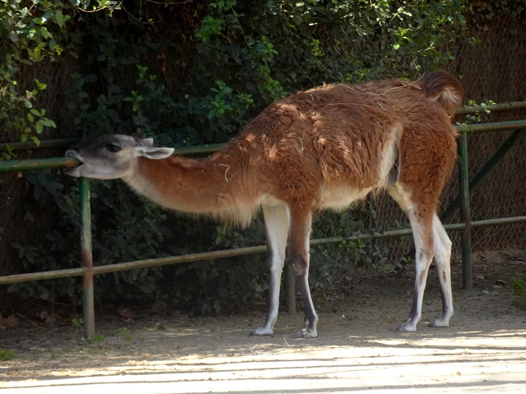 Guanaco at the Barcelona Zoo