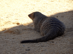 Banded Mongoose at the Savannah area at the Barcelona Zoo