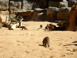 Banded Mongooses at the Savannah area at the Barcelona Zoo