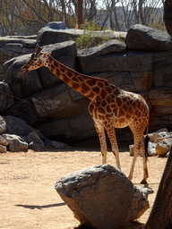Rothschild`s Giraffe at the Savannah area at the Barcelona Zoo