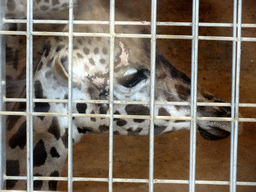 Rothschild`s Giraffe at the Savannah area at the Barcelona Zoo