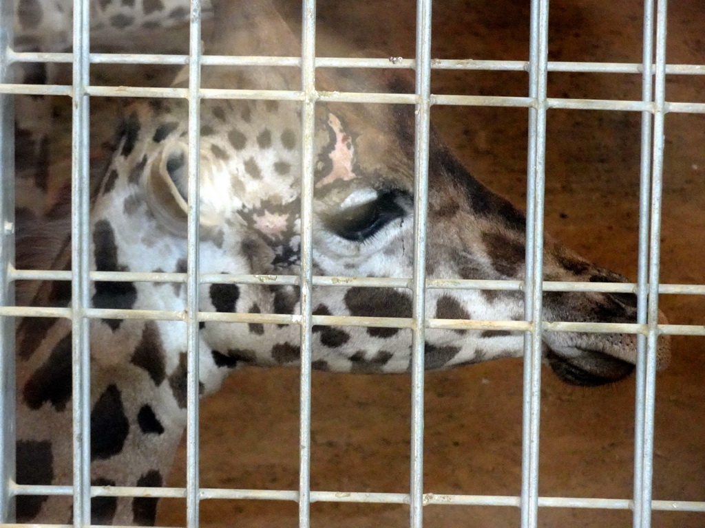 Rothschild`s Giraffe at the Savannah area at the Barcelona Zoo