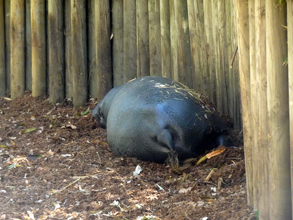 Pygmy Hippopotamus at the Barcelona Zoo