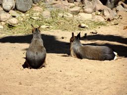 Maras at the Barcelona Zoo