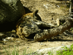 Spotted Hyena at the Barcelona Zoo