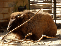 European Bison at the Barcelona Zoo