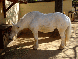 Horse at the Farm area at the Barcelona Zoo