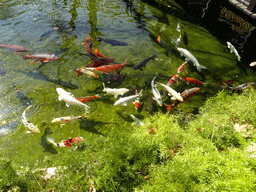 Fish at the Farm area at the Barcelona Zoo