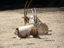 Scimitar Oryxes at the Barcelona Zoo